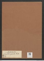 Navicula gracilis Kuetz. (de-Toni-Nr.: Genus 1, Species 100) Zeichnungen Sammlung Grunow Mappe 00078 (Herbarium_W_Grunow_drawings_Folder_00078)